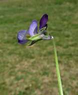 Image of Viola tricolor subsp. tricolor