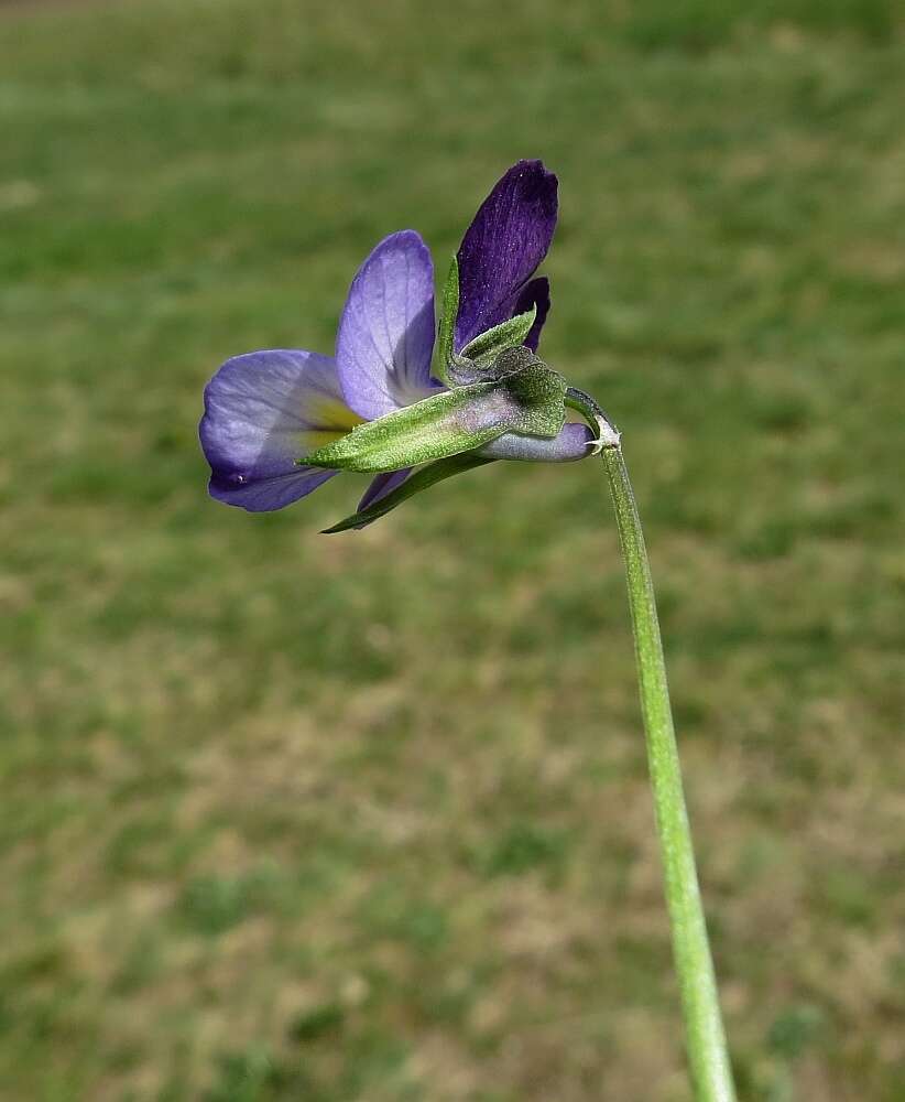 Image of Viola tricolor subsp. tricolor