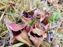 Image of Rosy Pitcherplant