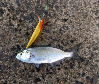 Image of bluefishes