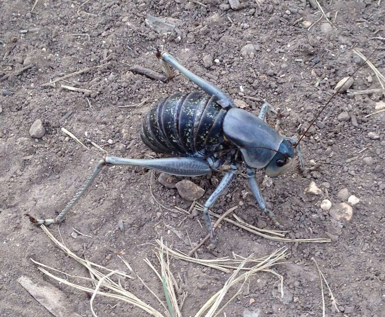 Image of mormon cricket