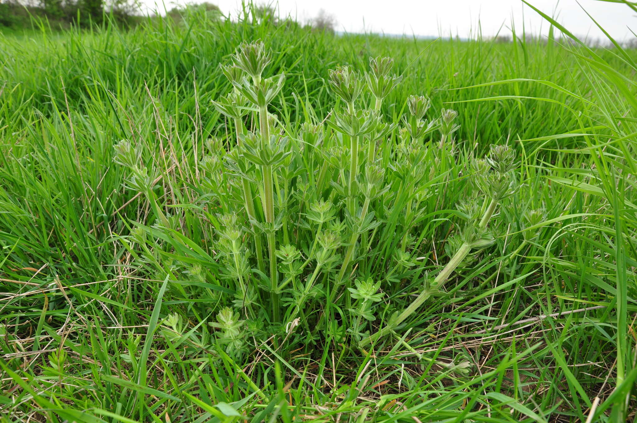 Image of Galium album subsp. pycnotrichum (Heinr. Braun) Krendl