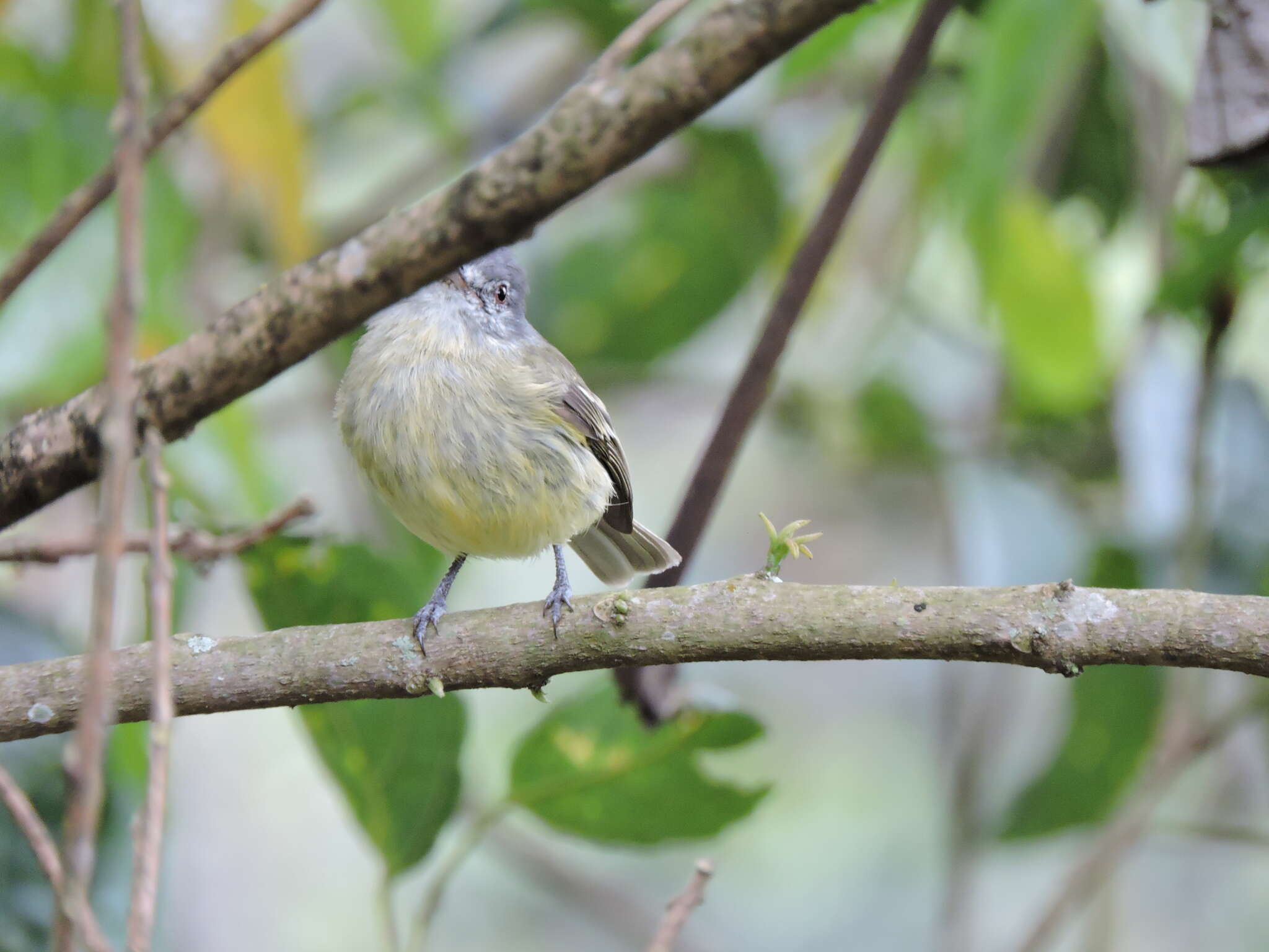 Image of White-fronted Tyrannulet