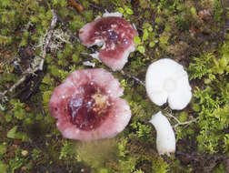 Image de Russula roseopileata McNabb 1973