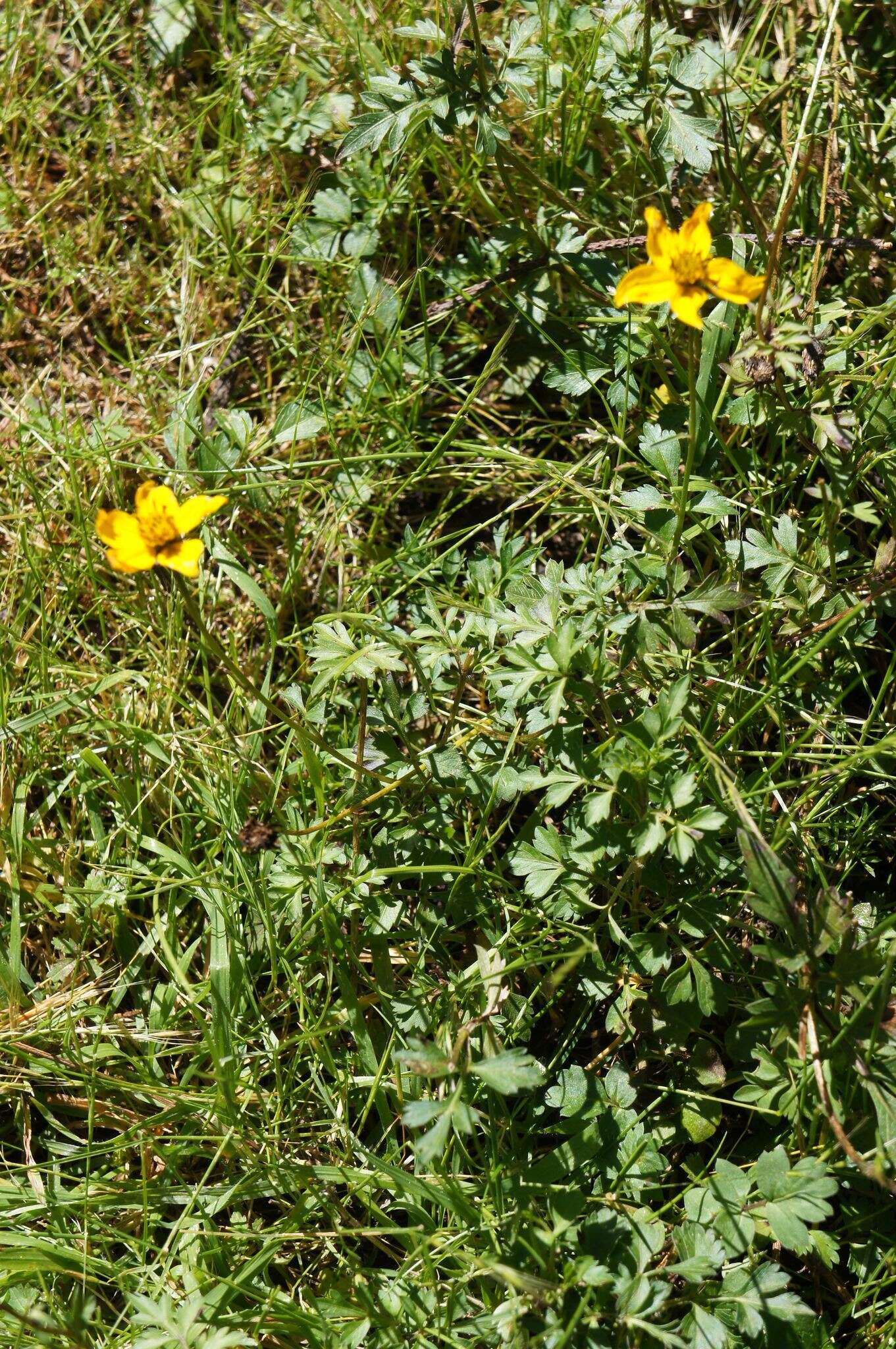 صورة Bidens ostruthioides (DC.) Sch. Bip.