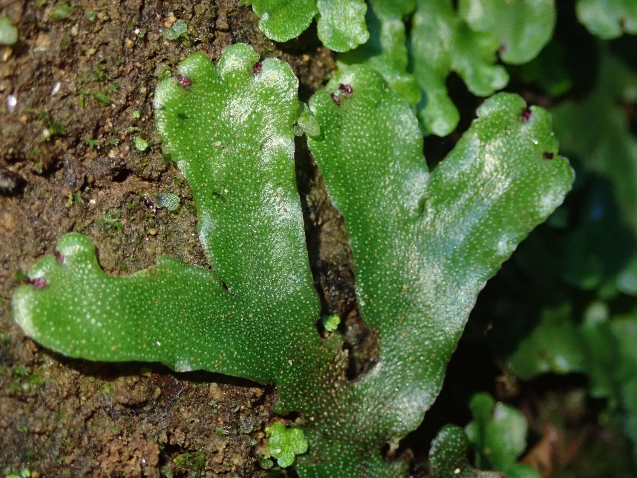 Marchantia foliacea Mitt. resmi