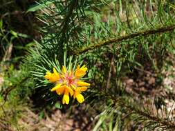 Image of Pultenaea stipularis Sm.