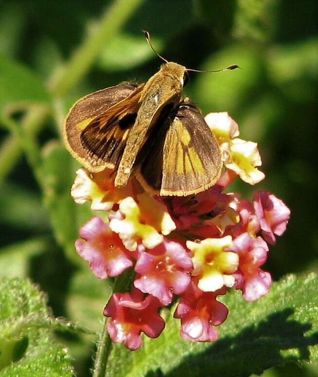 Image of Polites vibex catilina Plötz 1886