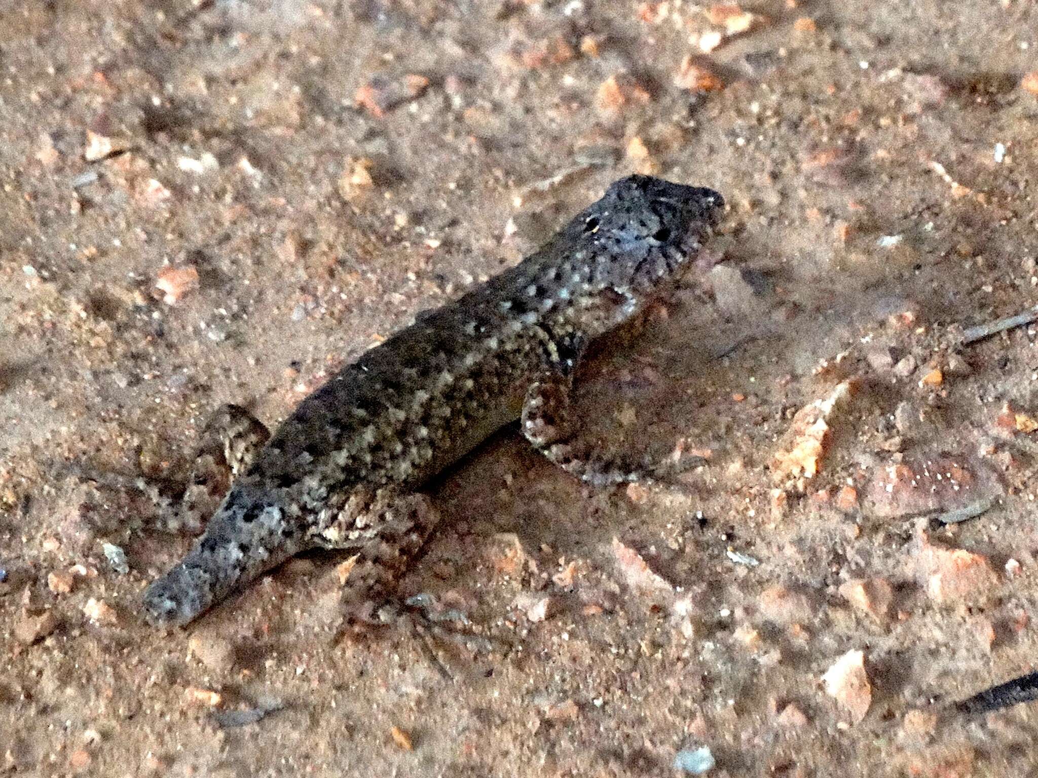 Image of Nelson's Spiny Lizard