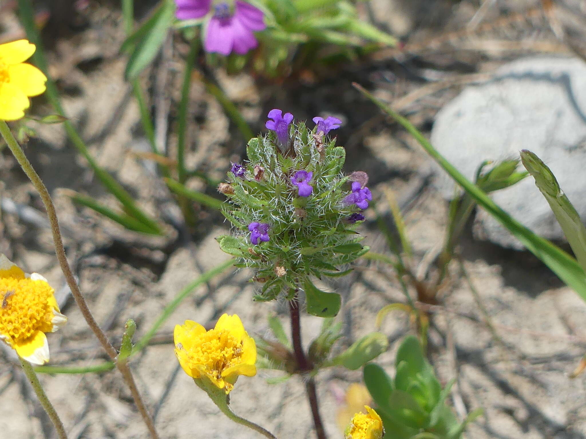 Image de Pogogyne zizyphoroides Benth.