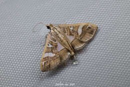 Image of Moth