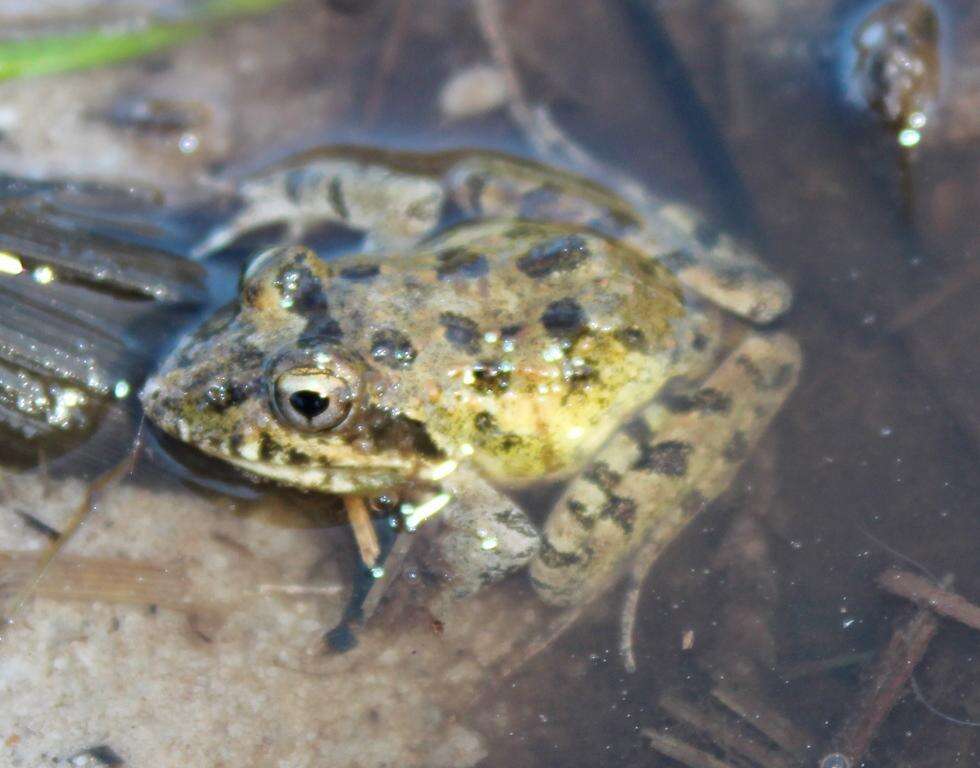 Image of Gray's Stream Frog