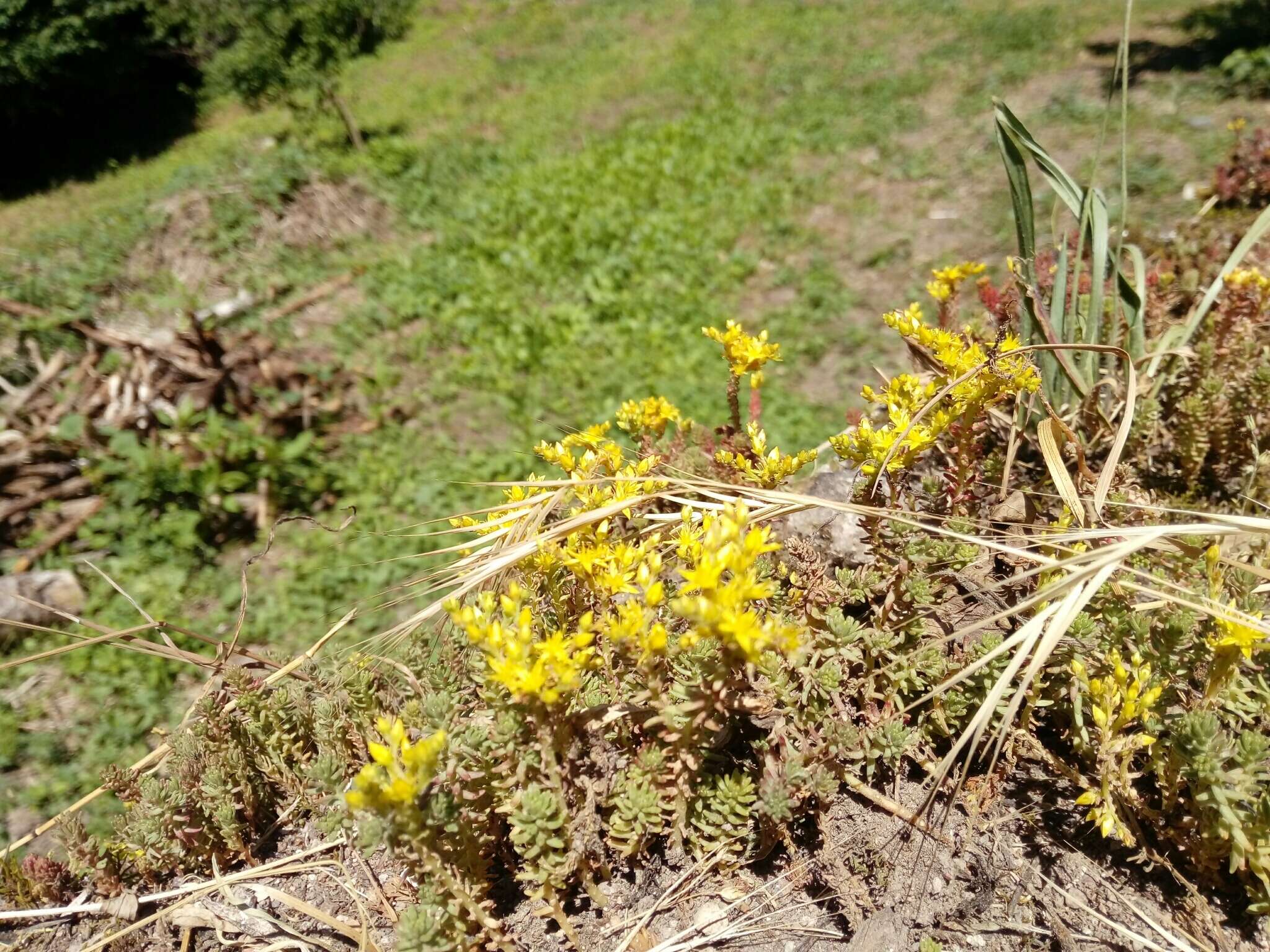 Слика од Sedum sexangulare L.