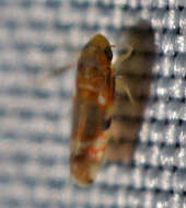 Image of Grapevine Leafhopper