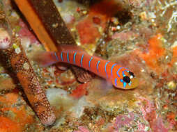 Image of Galapagos blue-banded goby