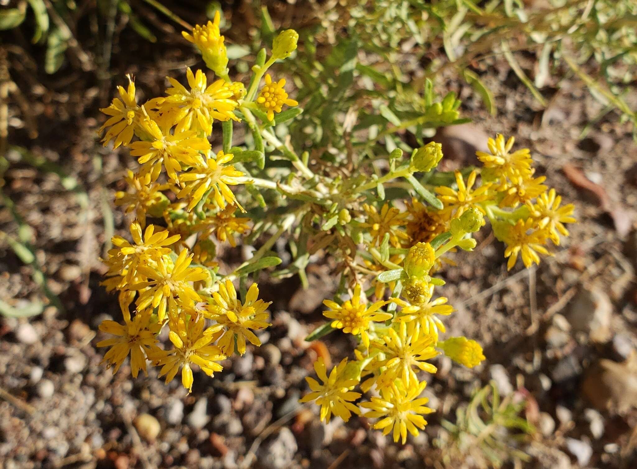 Image of Rusby's goldenbush