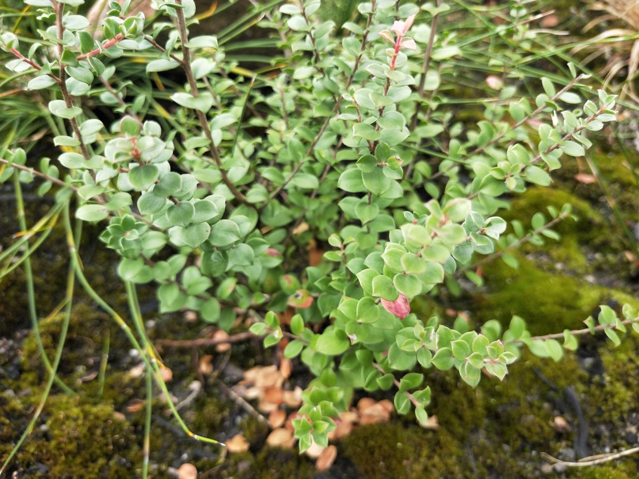 Sivun Leptospermum rotundifolium (Maiden & Betche) F. A. Rodway kuva