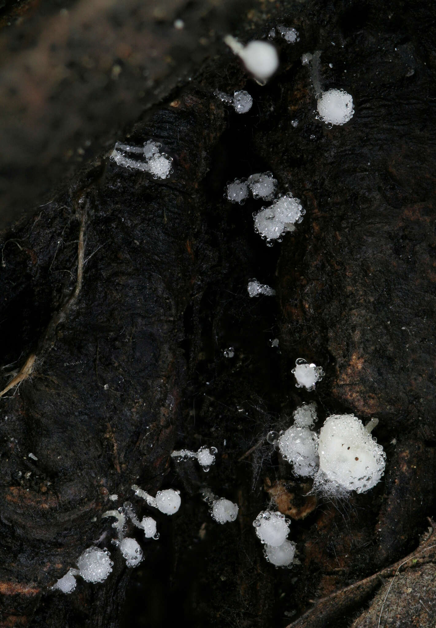 Image of Hemimycena tortuosa (P. D. Orton) Redhead 1980