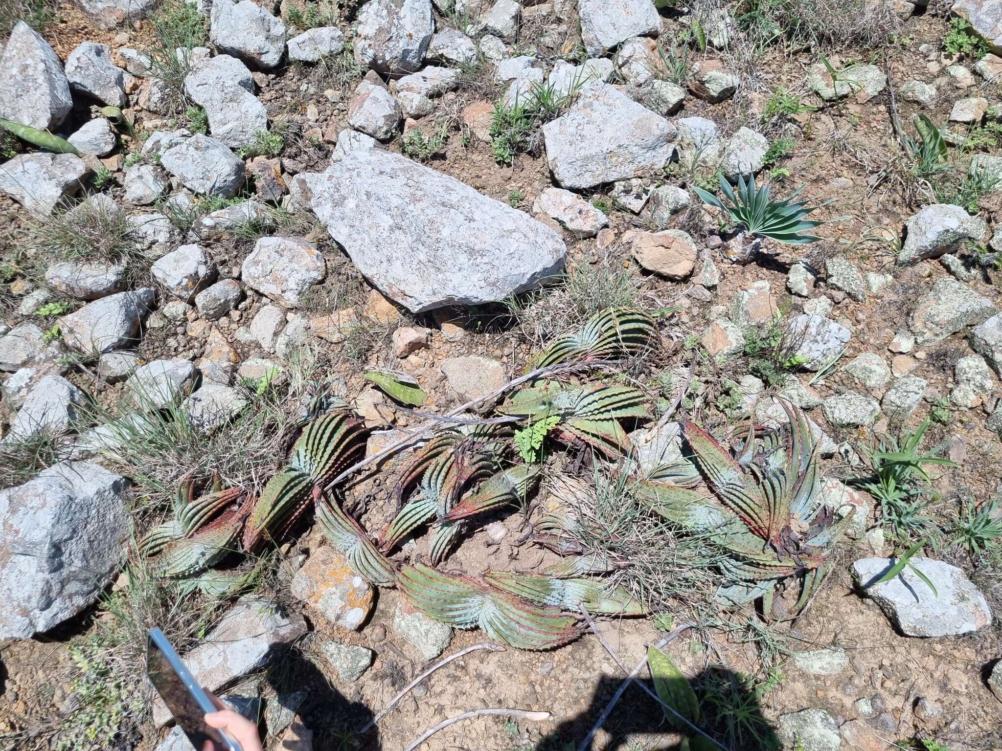 Image of Aloe suprafoliata Pole-Evans