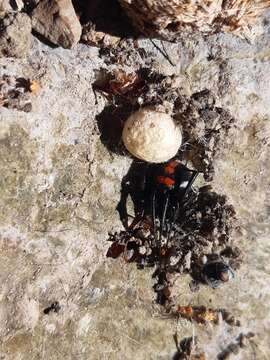 Latrodectus thoracicus Nicolet 1849的圖片