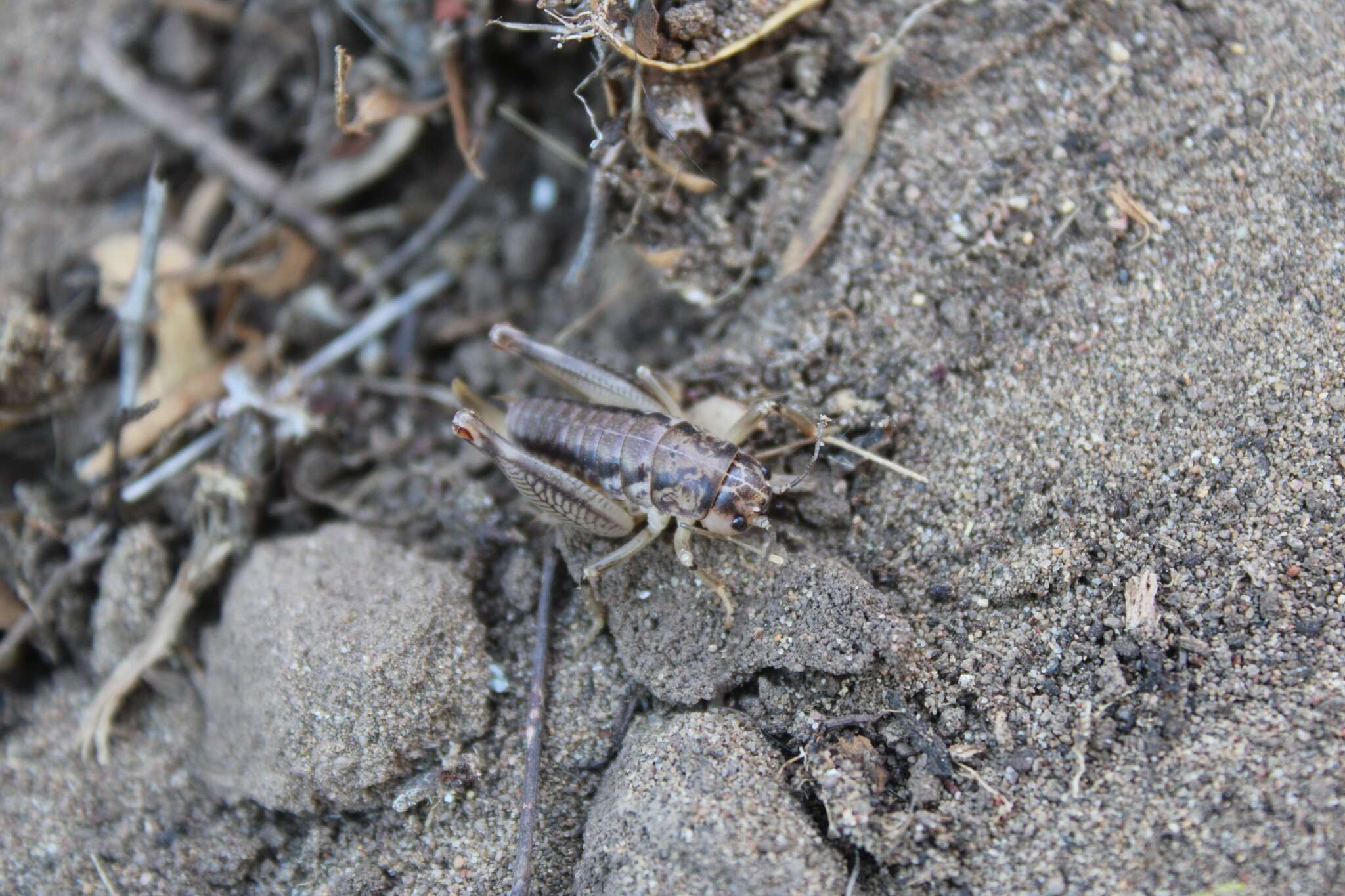 Image of Cnemotettix bifasciatus Rentz, D. C. F. & Weissman 1973