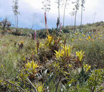 Imagem de Tillandsia walteri Mez