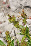 Image of compact penstemon