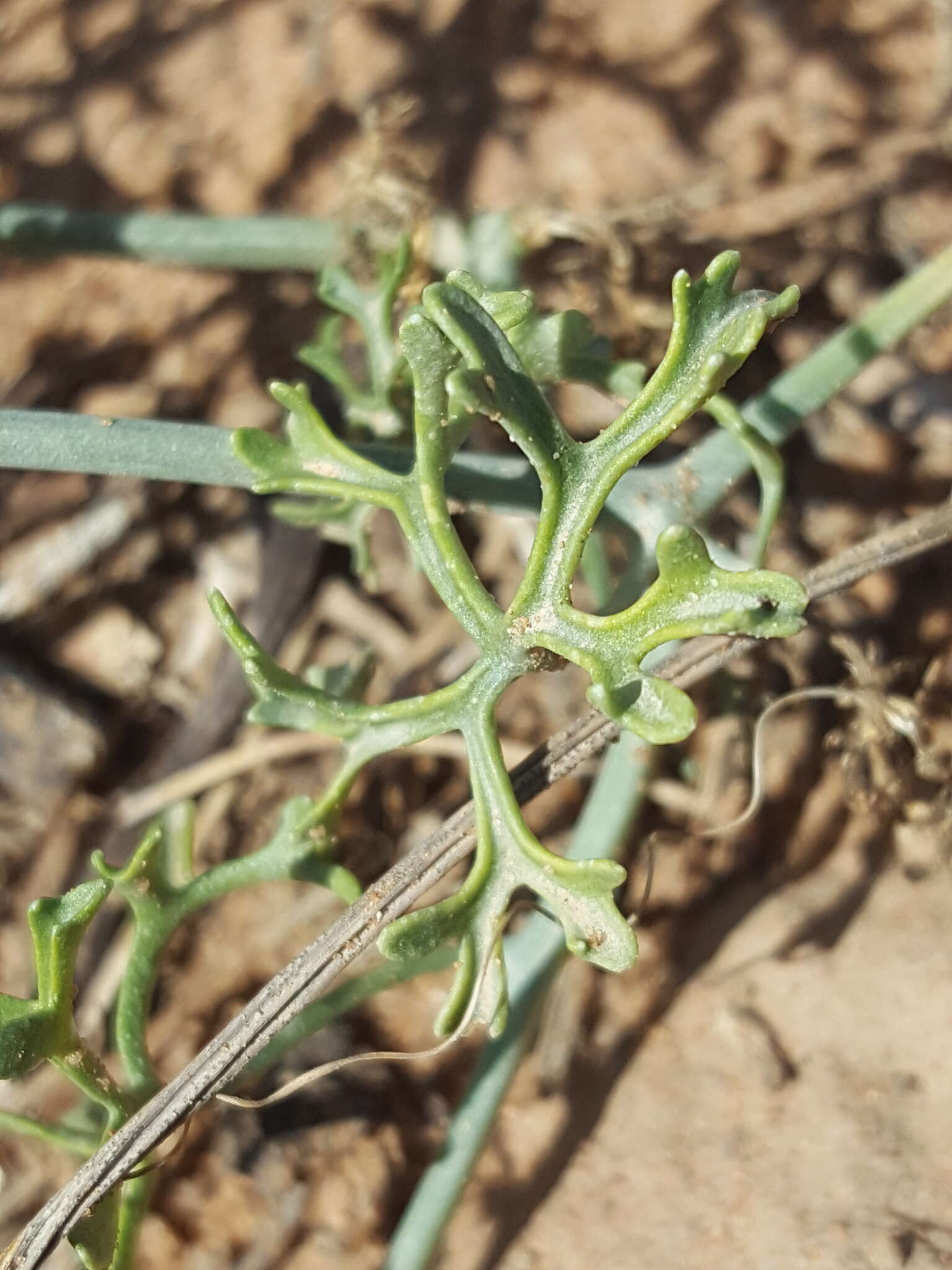 Image of slimlobe globeberry