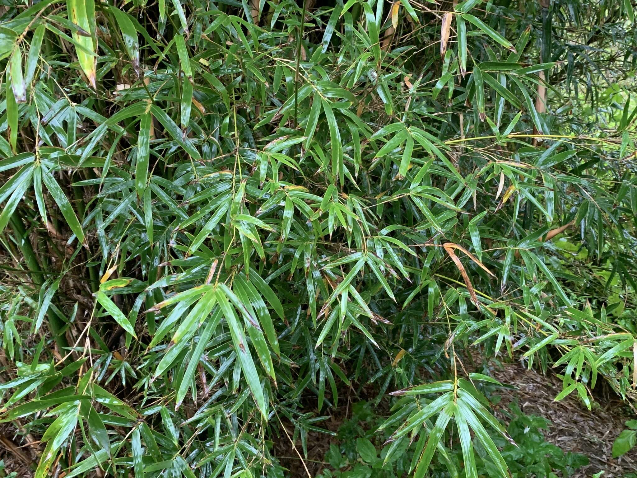 Image of hedge bamboo