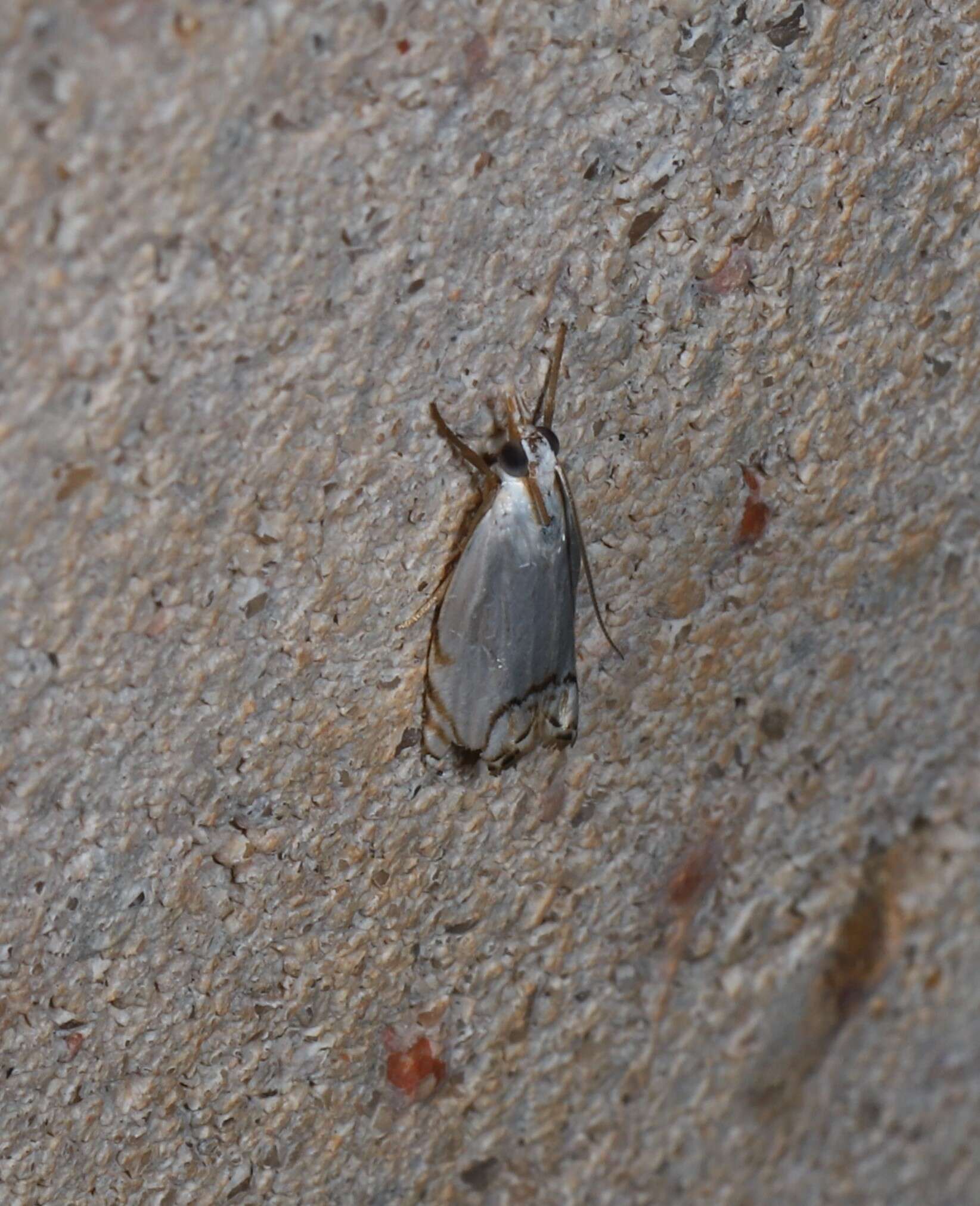 Plancia ëd Pseudocatharylla photoleuca Lower 1903