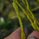 Слика од Dendrophthora remotiflora Urb.