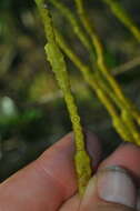 Image of Dendrophthora remotiflora Urb.