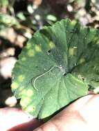 Image of Puccinia pelargonii-zonalis Doidge 1926