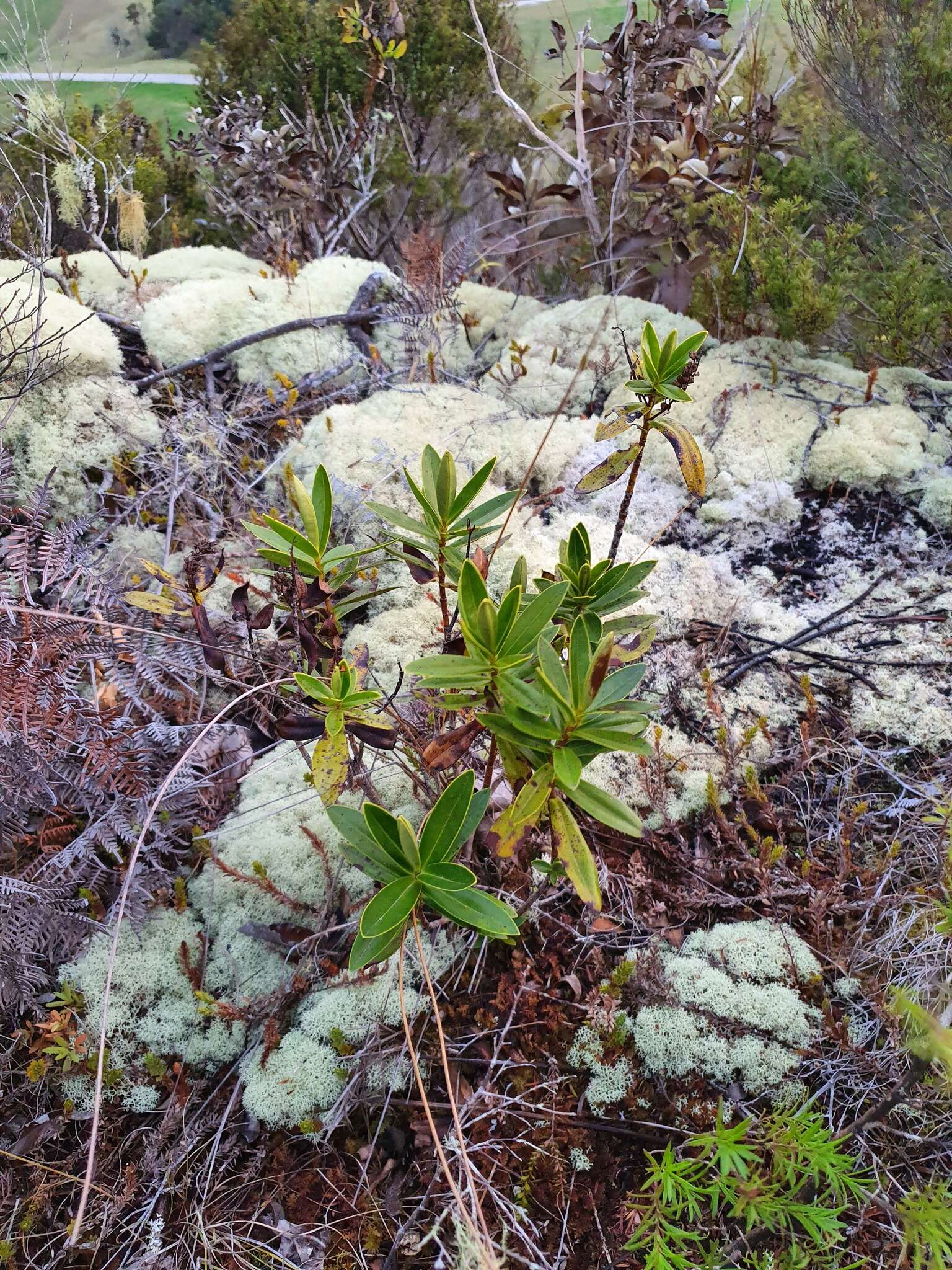 Sivun Veronica saxicola (de Lange) Heenan kuva