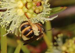 Lasioglossum bicingulatum (Smith 1853)的圖片