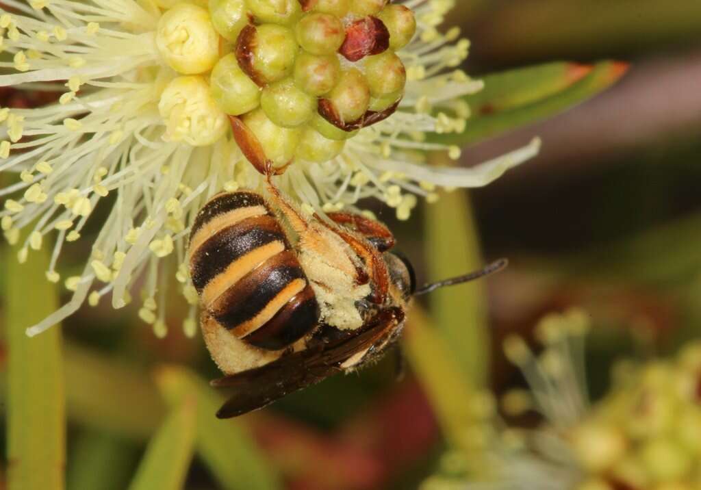 Lasioglossum bicingulatum (Smith 1853)的圖片