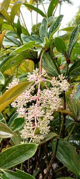 Слика од Medinilla formosana Hayata