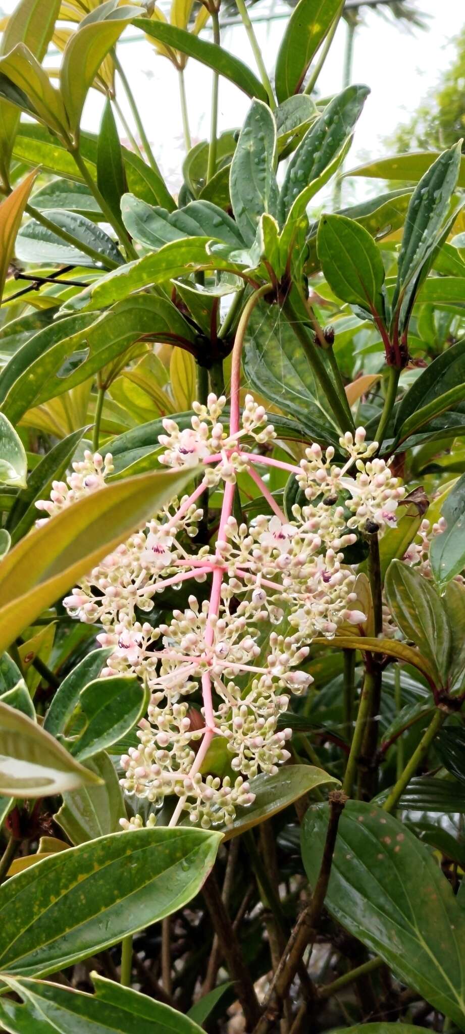 Слика од Medinilla formosana Hayata