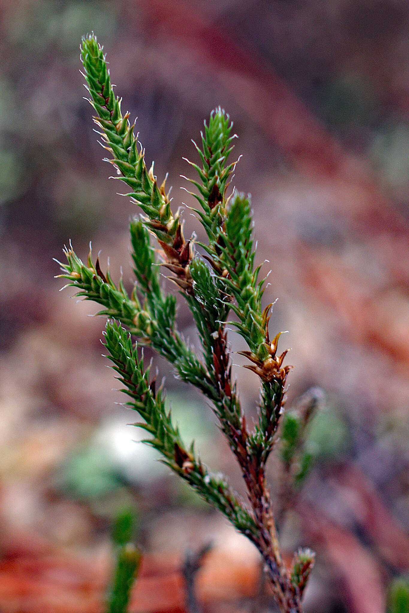 Image de Selaginella arenicola Underw.