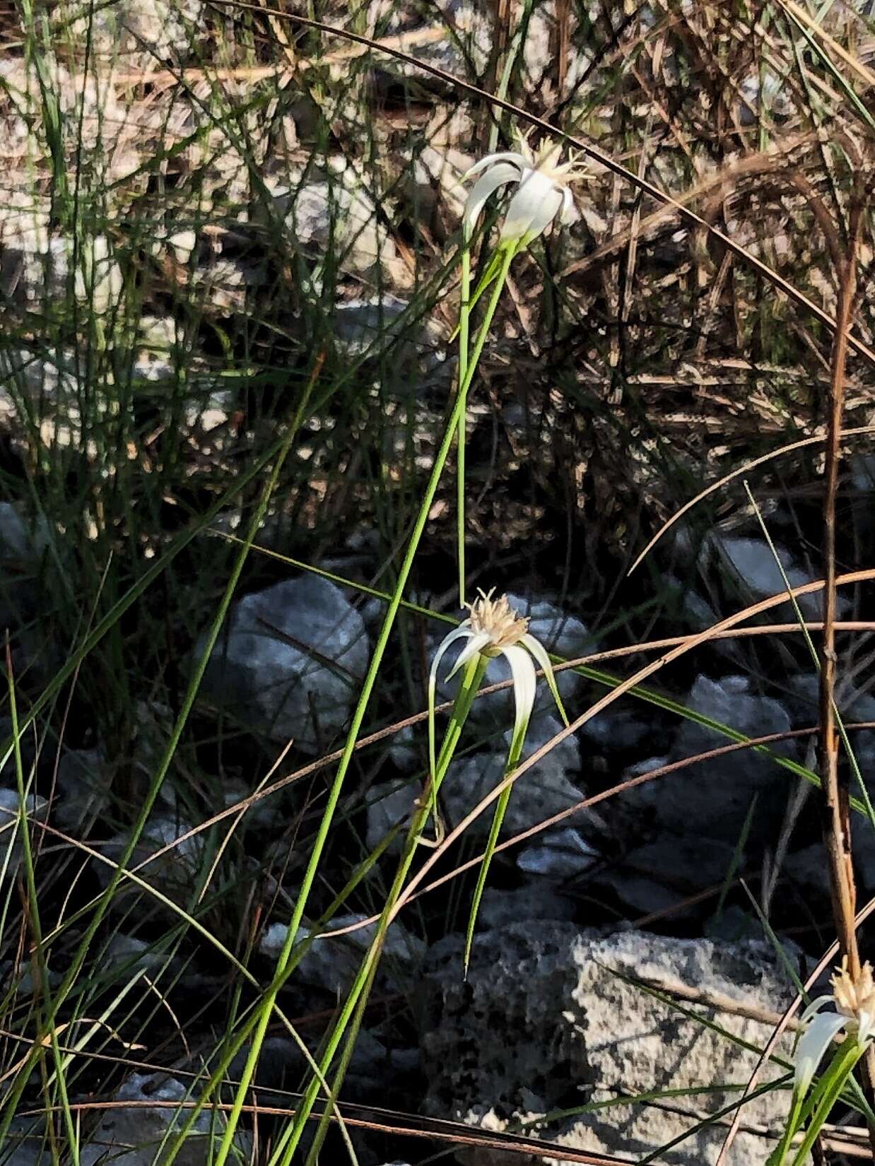 Image of Florida Whitetop