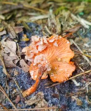 Слика од Entoloma parasiticum (Quél.) Kreisel 1984