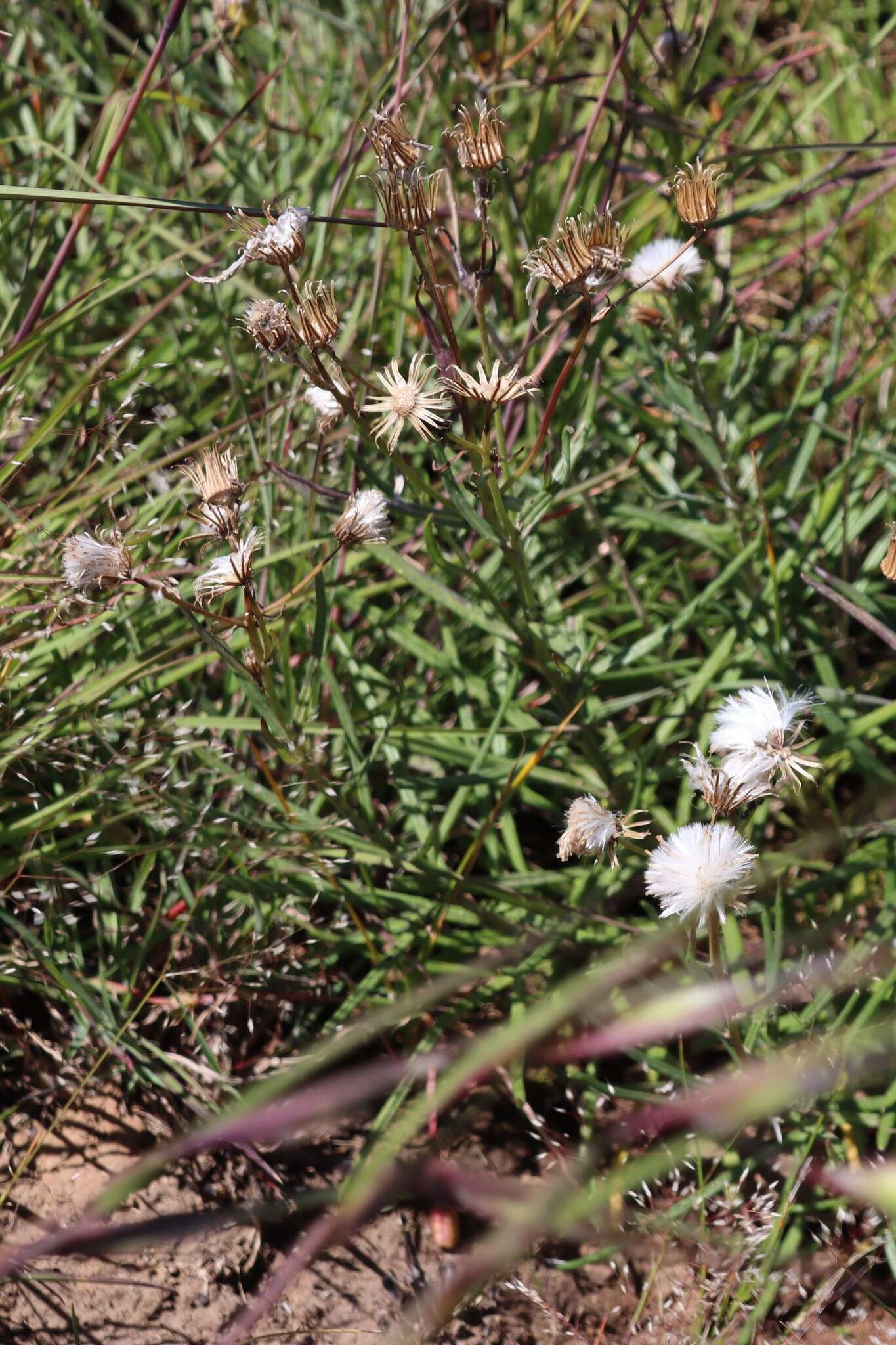 Senecio macrocarpus F. Müll. ex R. O. Belcher resmi