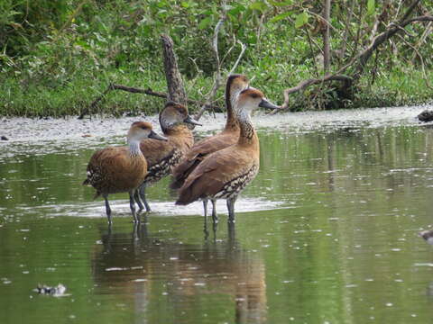 Image de Dendrocygne des Antilles