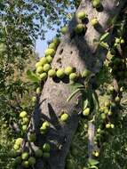 Image of Large-fruited fig