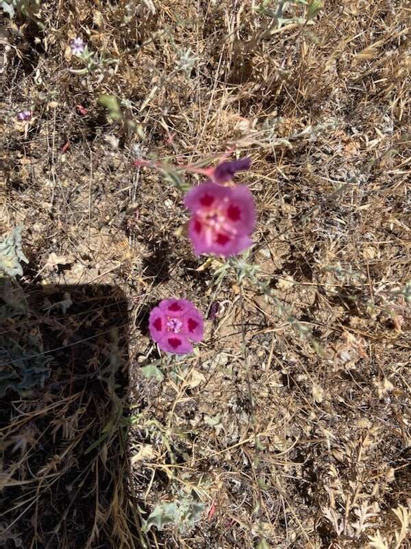 Слика од Clarkia speciosa subsp. speciosa