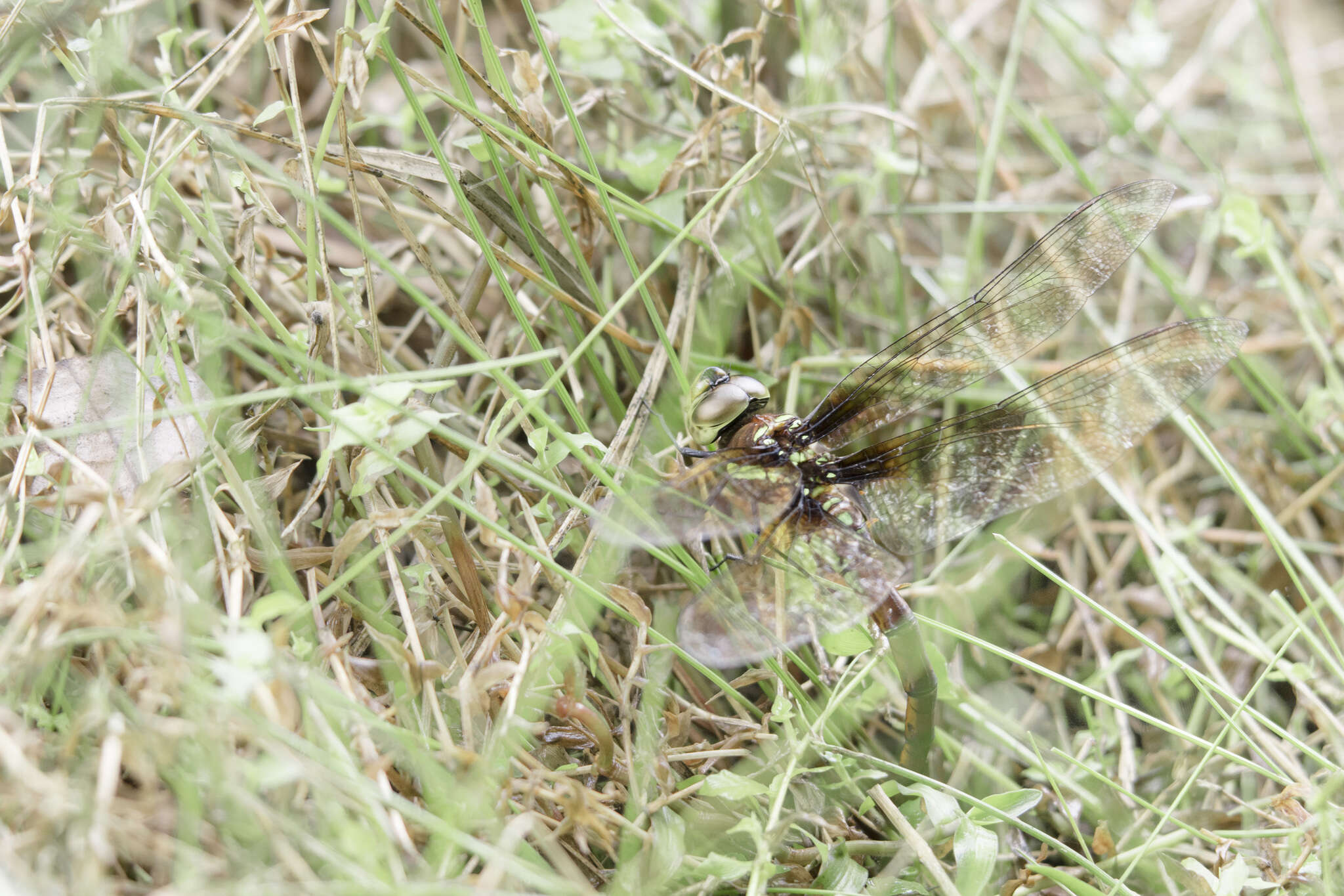 Image of Anaciaeschna martini (Selys 1897)