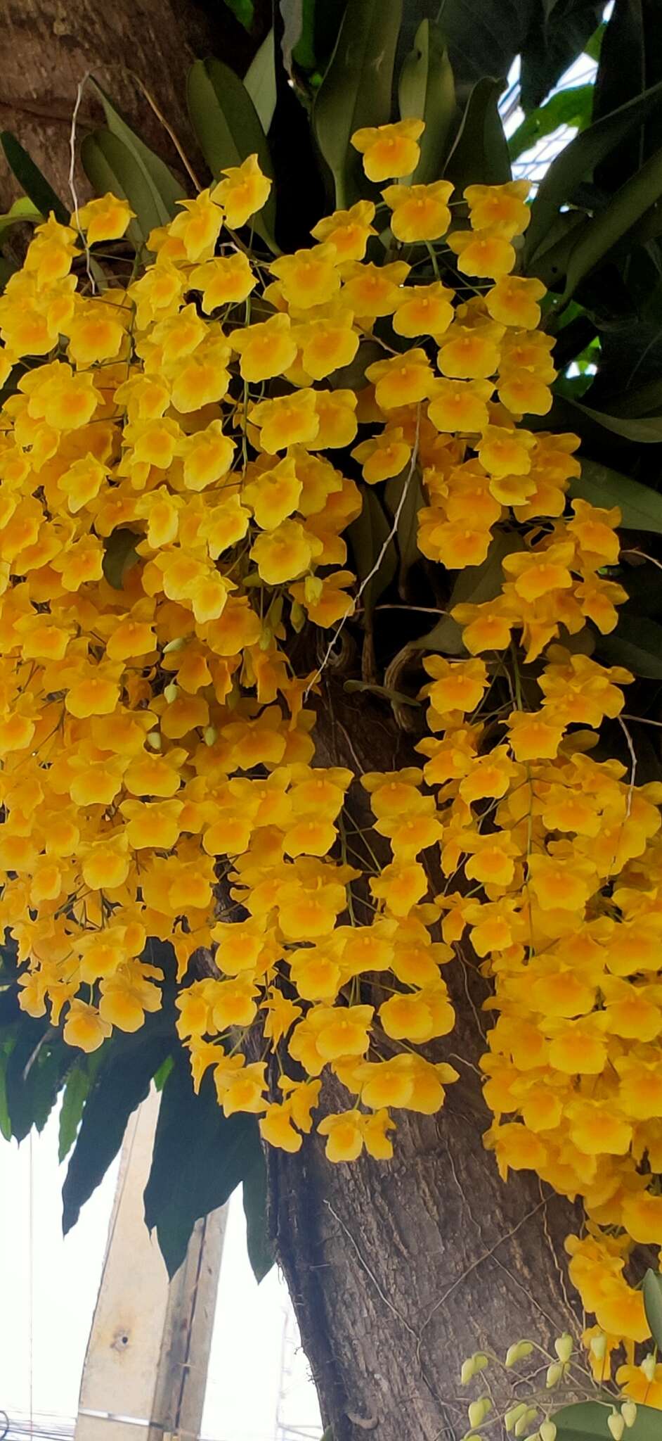 Imagem de Dendrobium lindleyi Steud.