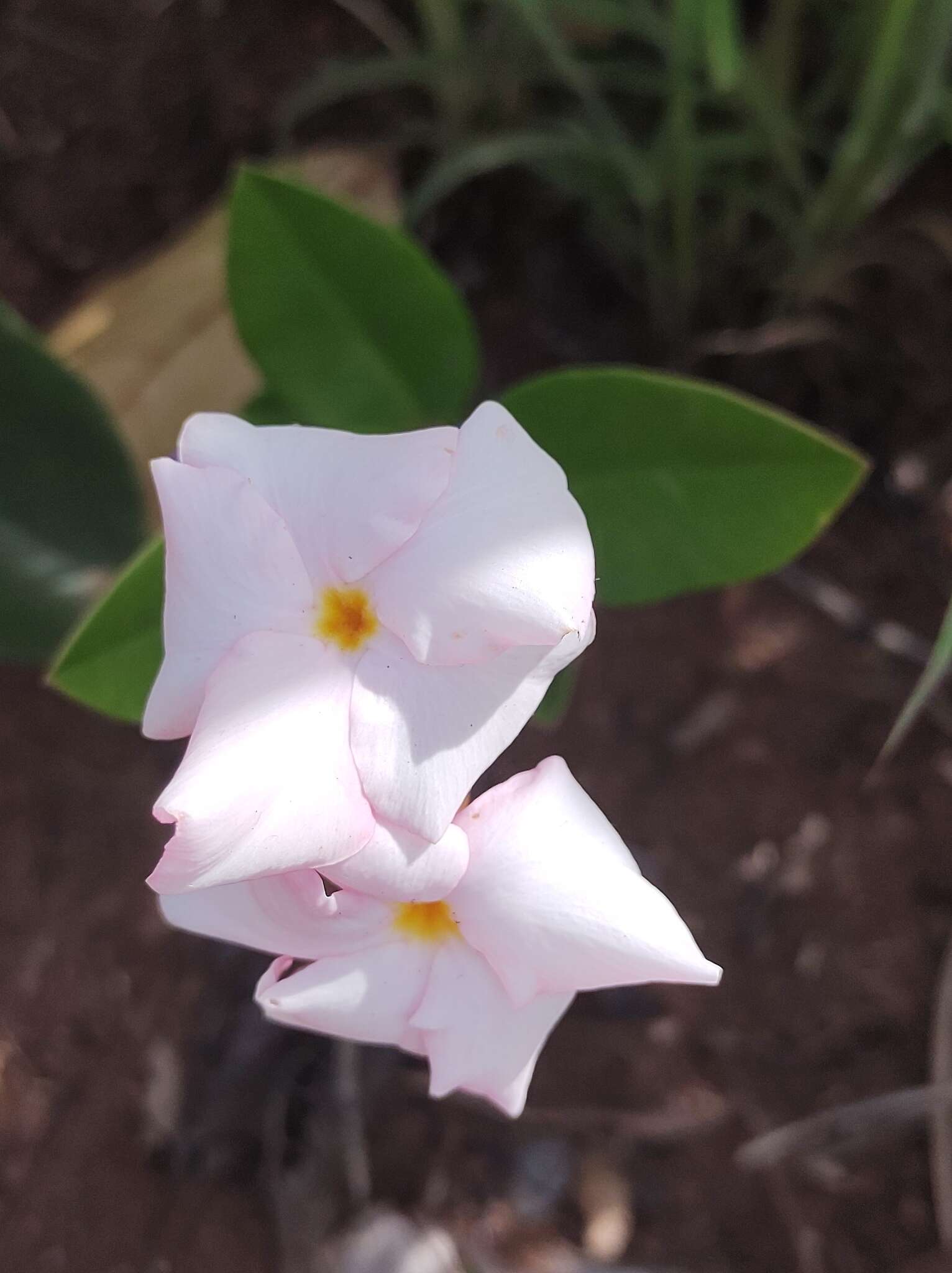 Image of Mandevilla novocapitalis Markgr.