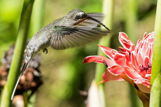 Image of White-bearded Hermit