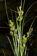 Carex caroliniana Schwein. resmi